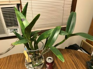 Lc.  Cuiseg `Cuddles ' Rare Offering Virus Cattleya Orchid Plant 4