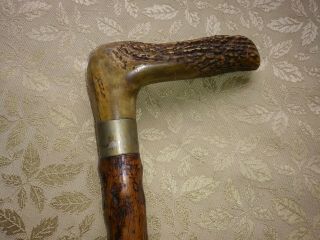 ANTIQUE BONE ANTLER & KNOTTY WOOD WALKING STICK CANE RUSTIC VERY OLD 4