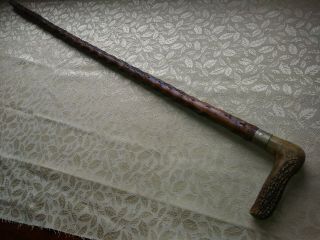 ANTIQUE BONE ANTLER & KNOTTY WOOD WALKING STICK CANE RUSTIC VERY OLD 6
