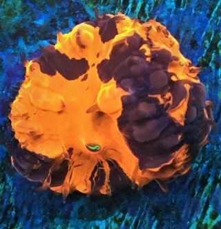 Phoenix Blastomussa,  Candy Crush Mushroom Rare Live Coral Wysiwyg