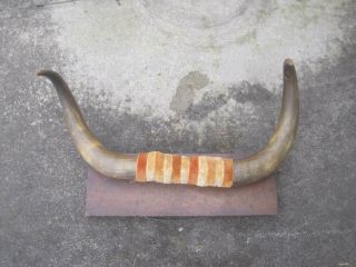 Vintage Mounted Bull/steer Horns 22 " Tip To Tip 24 " In Overall Length
