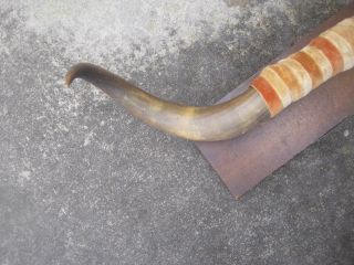 Vintage mounted bull/steer horns 22 