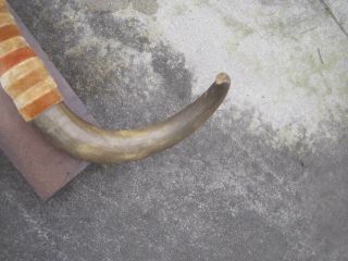 Vintage mounted bull/steer horns 22 