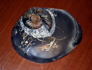 3.  5 " Ultra Rare Craspedodiscus Intergerinus Sp.  Ammonite Fossil