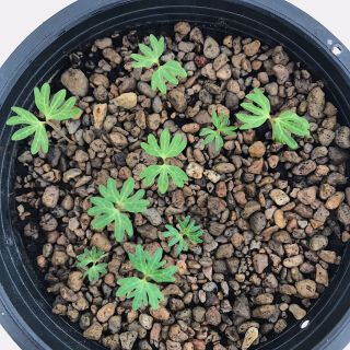 Boswellia Nana - 15seeds - Rare - Succulent - caudex - 2