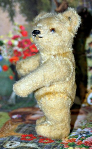 Sweet Little Steiff Mohair Teddy Bear Old Button 6 "