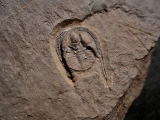 Tretaspis Latilimbus Rare Swedish Trilobite