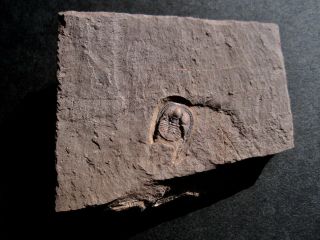 Tretaspis latilimbus Rare Swedish Trilobite 2