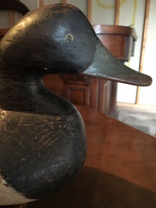 Vintage Bluebill Duck Decoy - Robert F.  “bob” Mcgaw - Havre De Grace,  Md D1958