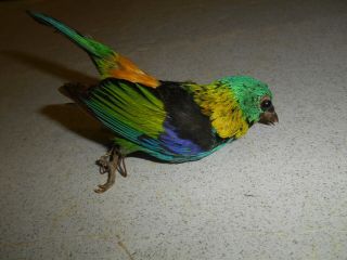 Vintage Taxidermy Bird.  Tanager.  From Antique Case.  Exc.