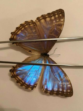 Morpho Rhodopteron Nevadensis Female From Colombia - A - - Rare