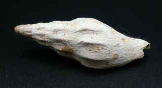 Ultra - rare Voluta Alcithoe pueblensis 43.  5 mm Victoria Australia Oligocene 2