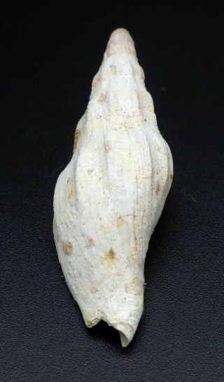 Ultra - rare Voluta Alcithoe pueblensis 43.  5 mm Victoria Australia Oligocene 4
