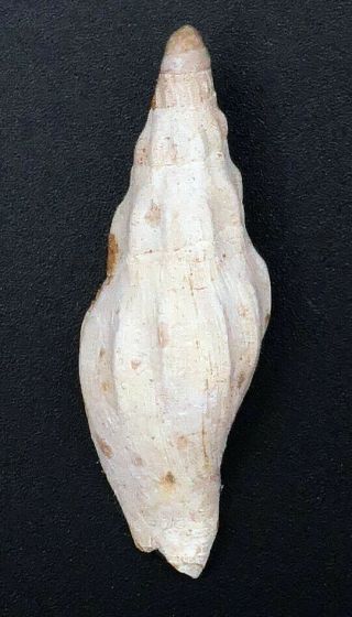 Ultra - rare Voluta Alcithoe pueblensis 43.  5 mm Victoria Australia Oligocene 5
