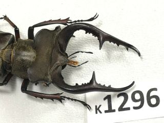 K1296 Unmounted Rare Beetle Lucanus Fujitai 61mm ?? Vietnam
