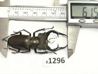 k1296 unmounted RARE Beetle Lucanus Fujitai 61mm ?? Vietnam 2