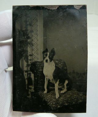 Antique Tintype Photo Of A Dog Vintage