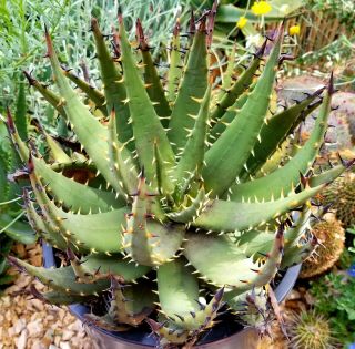 Rare specimen twin - headed Aloe melanacantha aka 