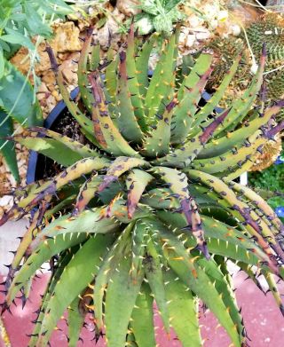 Rare specimen twin - headed Aloe melanacantha aka 