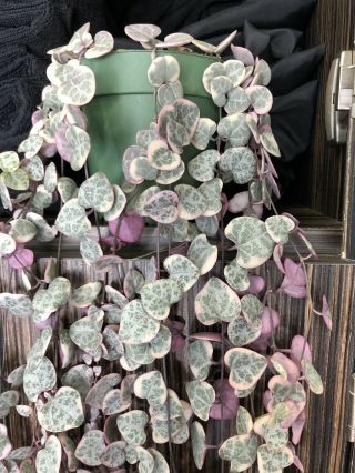 Variegated String Of Hearts Plant Rare Pink Mature Ceropegia Woodi Long Plant