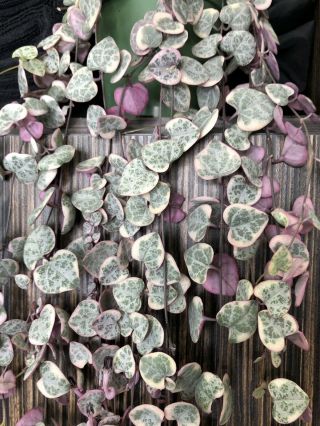 Variegated String of Hearts Plant Rare Pink Mature Ceropegia Woodi LONG plant 2