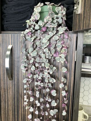 Variegated String of Hearts Plant Rare Pink Mature Ceropegia Woodi LONG plant 3