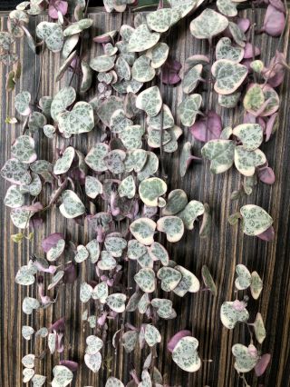 Variegated String of Hearts Plant Rare Pink Mature Ceropegia Woodi LONG plant 5