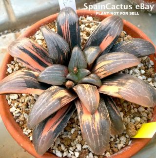 Haworthia Bayeri Variegate Colors King Size Rare Succulent Plant 12/5