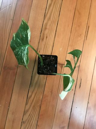 Variegated Monstera Deliciosa Albo Variegata - Rare Aroid Well Rooted 3