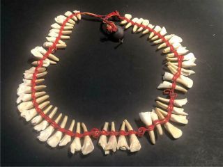 Vintage Oceanic Pacific Islands Shark Tooth Teeth Necklace