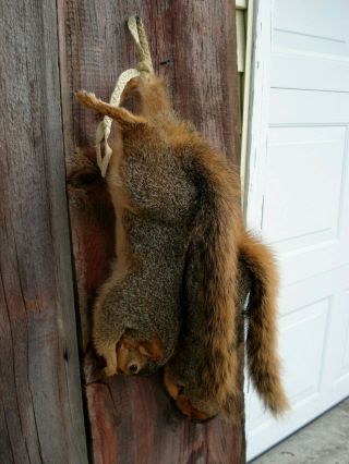 Vintage Fox Squirrel Taxideremy Mount Pair (2) Hanging,  Red Squirrels
