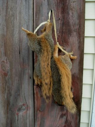 Vintage Fox Squirrel Taxideremy Mount Pair (2) Hanging,  Red Squirrels 2