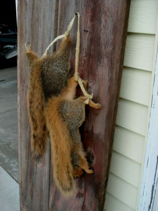 Vintage Fox Squirrel Taxideremy Mount Pair (2) Hanging,  Red Squirrels 3