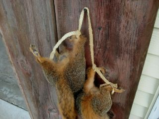 Vintage Fox Squirrel Taxideremy Mount Pair (2) Hanging,  Red Squirrels 4