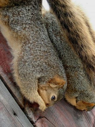 Vintage Fox Squirrel Taxideremy Mount Pair (2) Hanging,  Red Squirrels 5