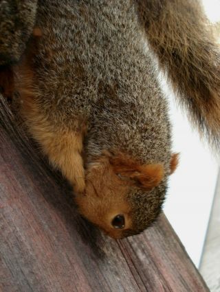 Vintage Fox Squirrel Taxideremy Mount Pair (2) Hanging,  Red Squirrels 6