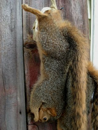 Vintage Fox Squirrel Taxideremy Mount Pair (2) Hanging,  Red Squirrels 7