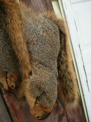 Vintage Fox Squirrel Taxideremy Mount Pair (2) Hanging,  Red Squirrels 8