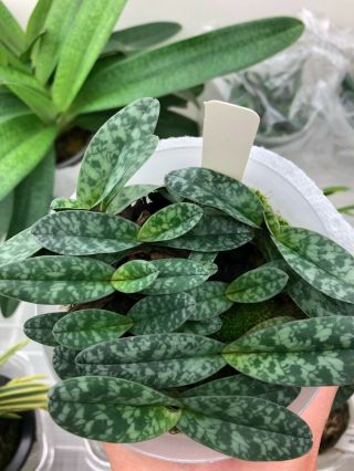 Paphiopedilum wenshanense aureum Healthy seedlings compot rare 3