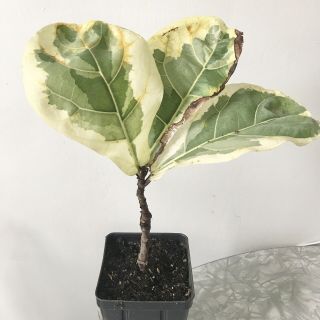 Rare Variegated Ficus Lyrata Fiddle Leaf Fig Tree With Leaf Bud Collectors