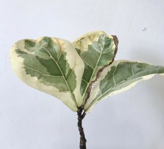 Rare VARIEGATED FICUS LYRATA Fiddle Leaf Fig Tree With Leaf Bud COLLECTORS 2