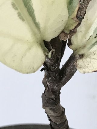 Rare VARIEGATED FICUS LYRATA Fiddle Leaf Fig Tree With Leaf Bud COLLECTORS 3