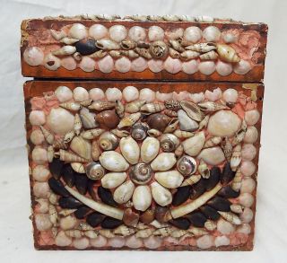 Rare EARLY Antique SHELL ART Seashell Encrusted Wooden TEA BOX CADDY Folk Art 3