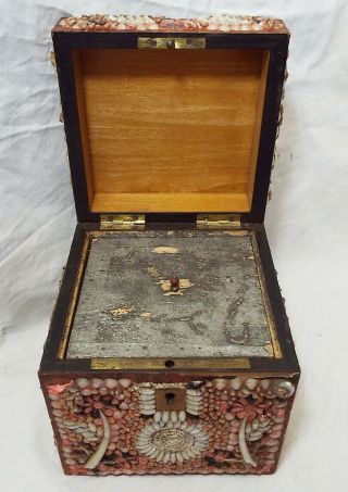 Rare EARLY Antique SHELL ART Seashell Encrusted Wooden TEA BOX CADDY Folk Art 7