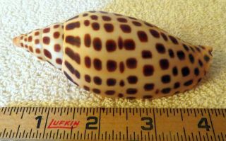 Vintage 1994 Voluta,  Scaphella Junonia,  Lamarck 1804 Sanibel Florida 108mm