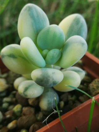 Pachyphytum oviferum variegated ultra rare,  no Jade,  Crassula perfect variegata 4