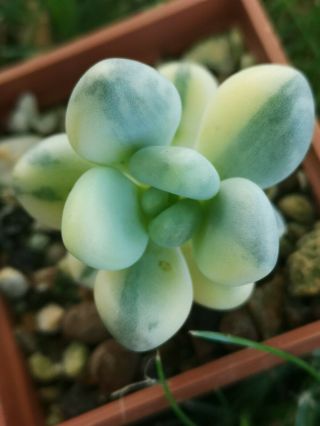 Pachyphytum oviferum variegated ultra rare,  no Jade,  Crassula perfect variegata 5