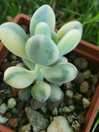 Pachyphytum oviferum variegated ultra rare,  no Jade,  Crassula perfect variegata 6