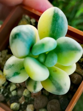 Pachyphytum oviferum variegated ultra rare,  no Jade,  Crassula perfect variegata 7