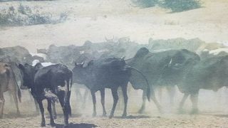 Rare Mirella Ricciardi Signed & Numbered Print - Vanishing Africa Cattle Drive? 6